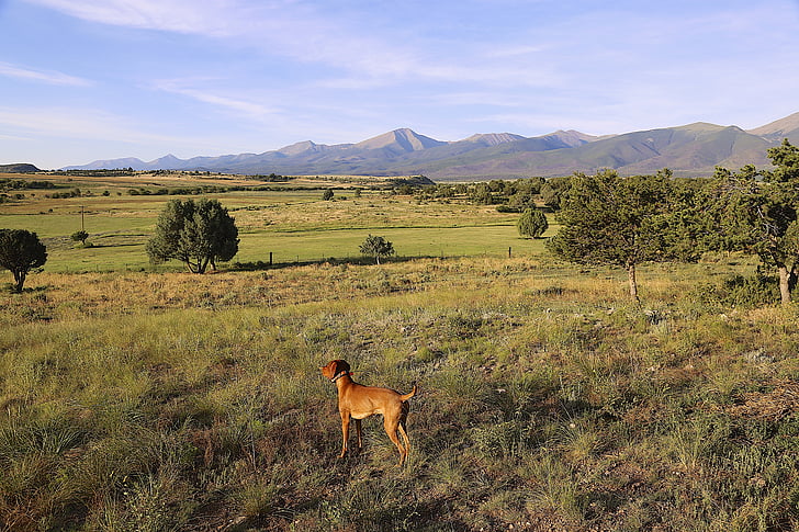 hund, Colorado, landsbygd, Hundvalp (sittande), sommar, sightseeing, gård