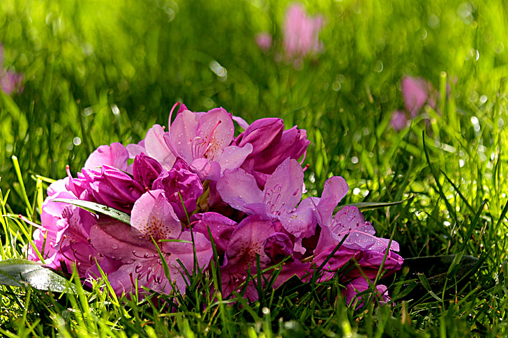 plante, Rhododendron, floare, floare, Ericaceae, roz, culcat în iarbă