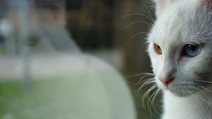 reflexe, kočky oči, dvoubarevné, bílá kočka, odd-eye
