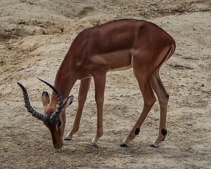 Impala, Buck, antylopa, mężczyzna impala, Afryki antelope, aepyceros melampus, wspólne impala
