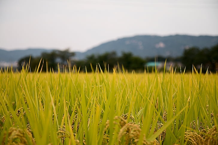 ryžių ryžių laukų purškimas, šalies, Sulawesi, rudenį, Korėjos Respublika, Gamta, lauko