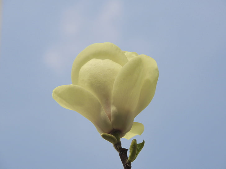 flower, white, blossom, bloom, sky, plant, nature