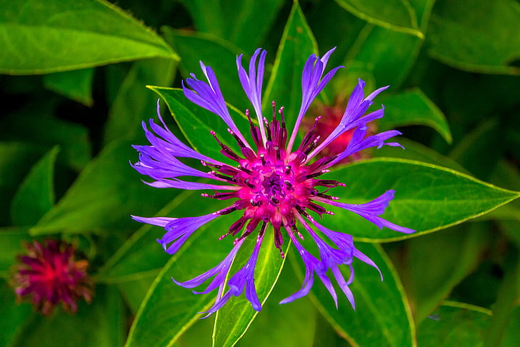 flower, nature, spring, garden
