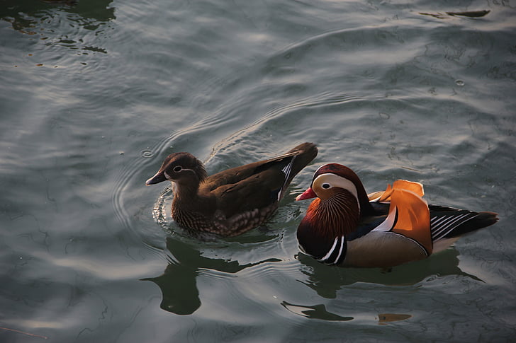 mandarin duck, conjugal love, pairs, brooks