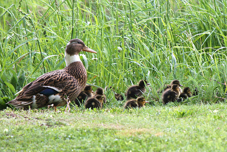 duck, chick, ducklings, meadow, grass, bird, nature
