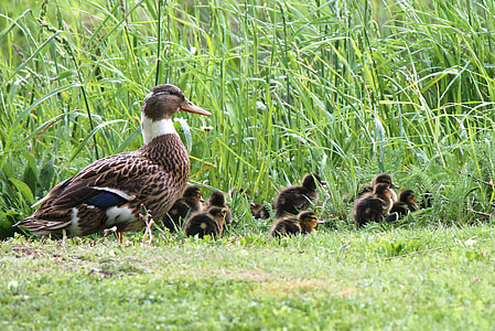 duck, chick, ducklings, meadow, grass, bird, nature