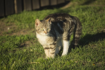 猫, dachowiec, tomcat, 一只普通的猫, 迷人的, 毛皮, 虎斑猫