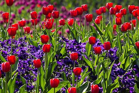 tulipán, tavaszi, fény, színes, piros, makró, virág