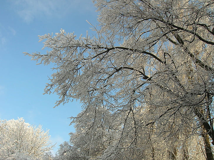 ฤดูหนาว, หิมะ, ต้นไม้, เย็น, ธรรมชาติ, สาขา, ฤดูกาล