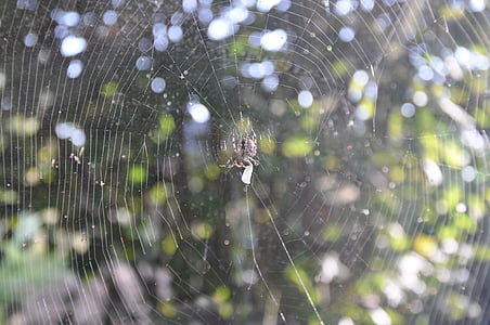 spider, cobweb, network, nature, close, disgust, arachne