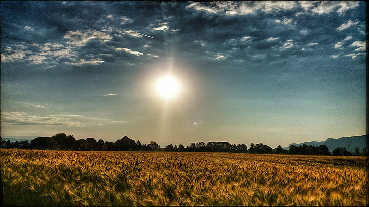 summer, sun, field, clouds