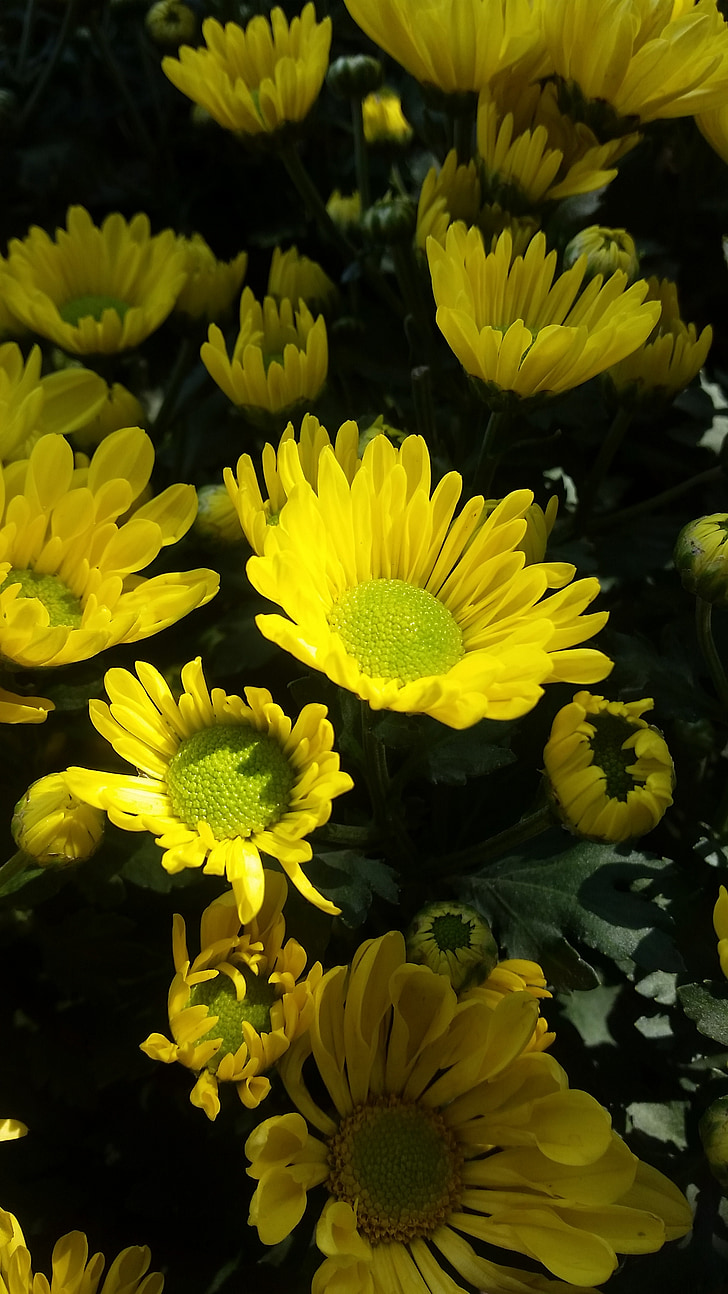 kwiat, ogród, żółty