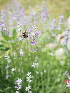 lavender, hummel, pollination, lavender flowers, light purple, flowers, summer