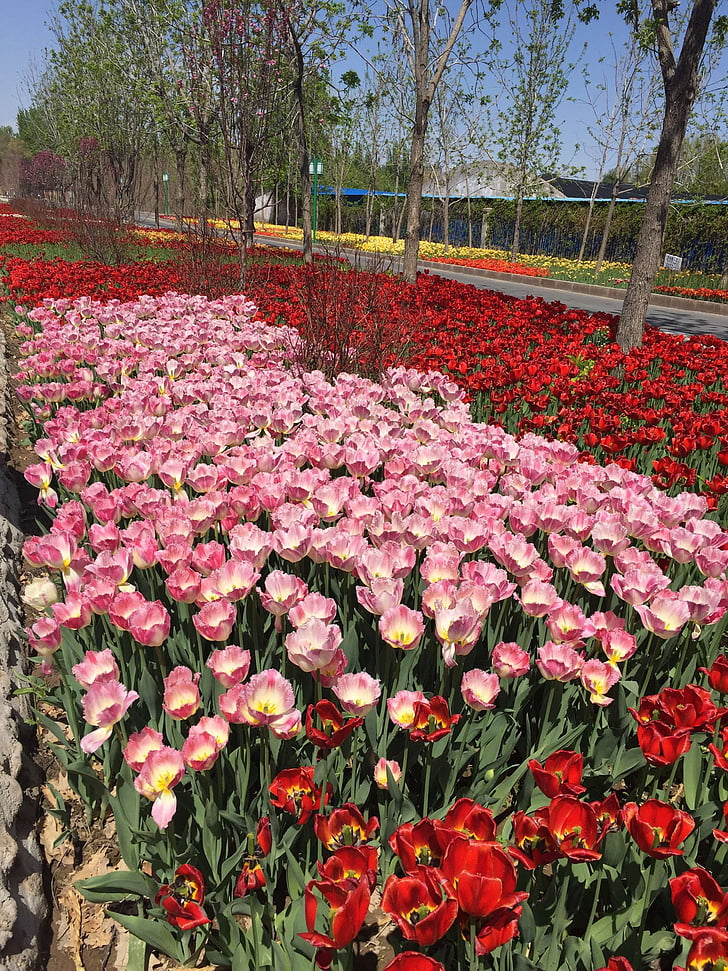 tulipán, virágok, rózsaszín