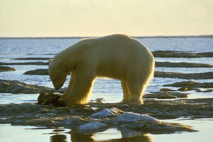 urs polar, urs, Arctic, natura, animale, mamifer, faunei sălbatice