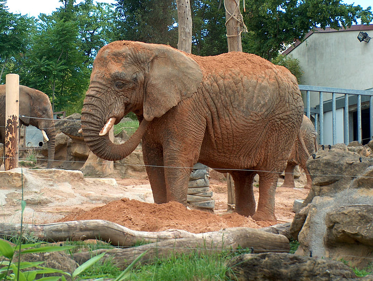 Słoń, zwierząt, ogród zoologiczny, sawannowy słoń, zwierzęta, Natura, Afryka