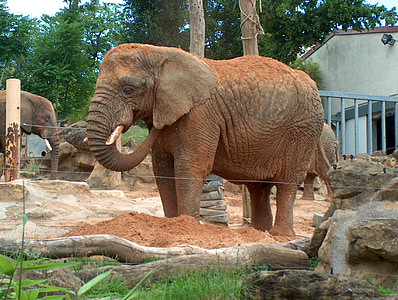 слон, животните, Зоологическа градина, слон Савана, животни, природата, Африка