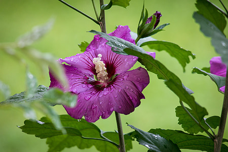 hibiscus, mallow, blossom, bloom, pink, purple, violet