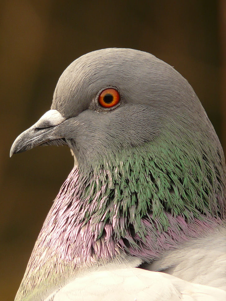 dove, bird head, plumage, feather, animal, creature, bird
