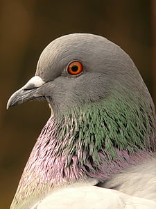 dove, bird head, plumage, feather, animal, creature, bird