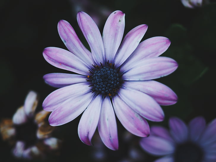 shallow, focus, lens, photography, purple, flower, flowers