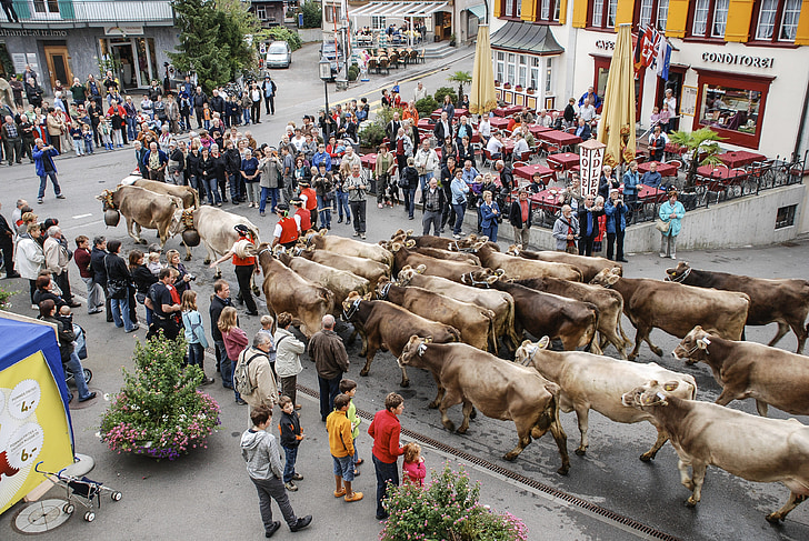 trgu govedo, krava, appenzell, Švica, v tradiciji je, ljudje, ulica