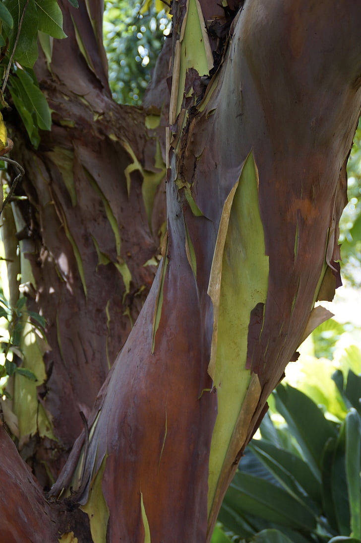 Arbutus canariensis, drevo, Kanarski otoki, endemične, Tenerife, Strawberry drevo, lubje