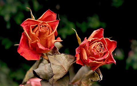 τριαντάφυλλα, λουλούδια, αποξηραμένα, κόκκινα τριαντάφυλλα, άνθος, άνθιση, φύση