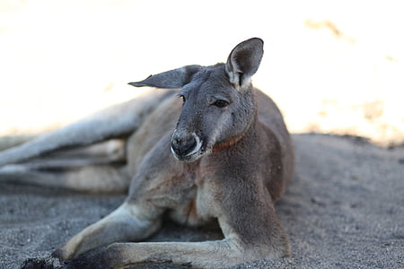 kenguru, živali, živalski svet, živalstvo, eksotične živali, živali, narave