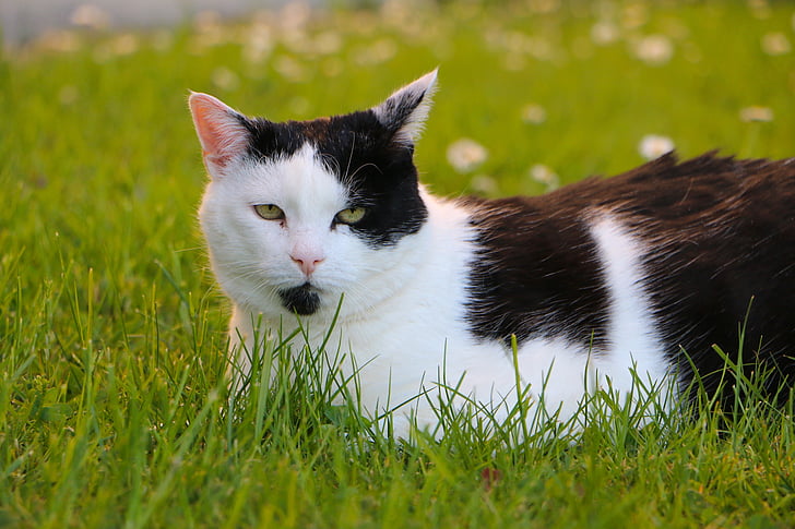 Meadow, con mèo, mối quan tâm, Watch, màu đen và trắng