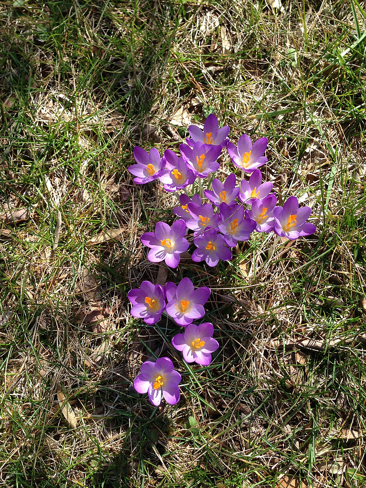 Crocus, Bloom, õitsev, kevadel, loodus, lill, Violet