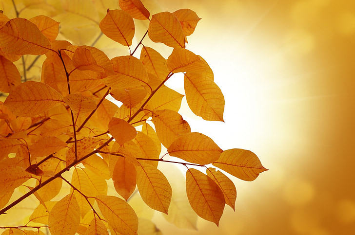 Fondo, otoño, hojas, amarillo, oro, árboles, Resumen