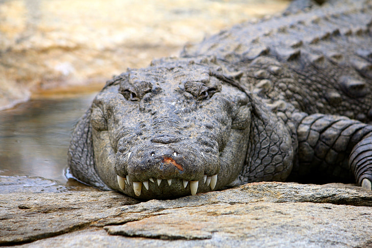 krokodill, looduslike, loodus, ohtlike, India
