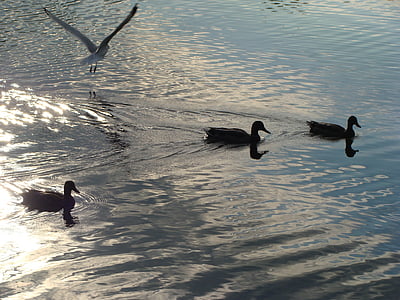 birds, animals, lake, duck, reflection, nature