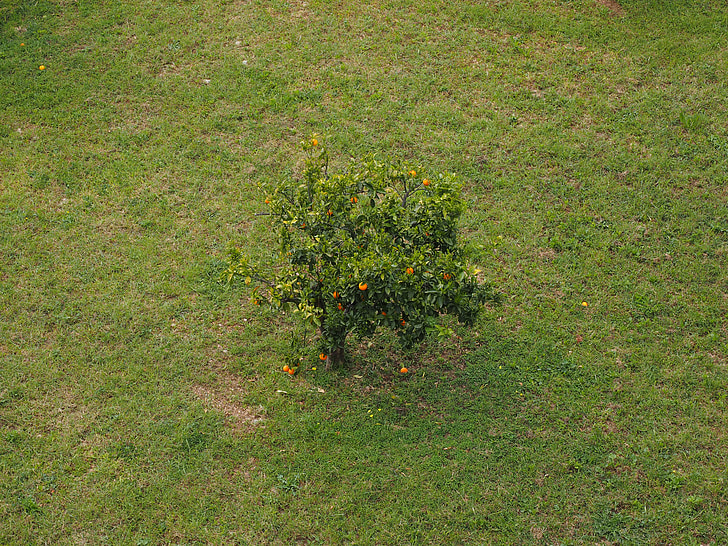koks, apelsīnu koks, pļavas, augļu koks
