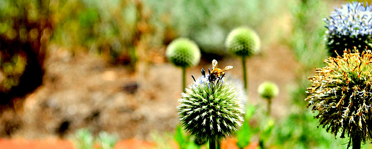 μέλισσα, λουλούδι, φύση, χλωρίδα, άνθος, άνθιση, Κήπος