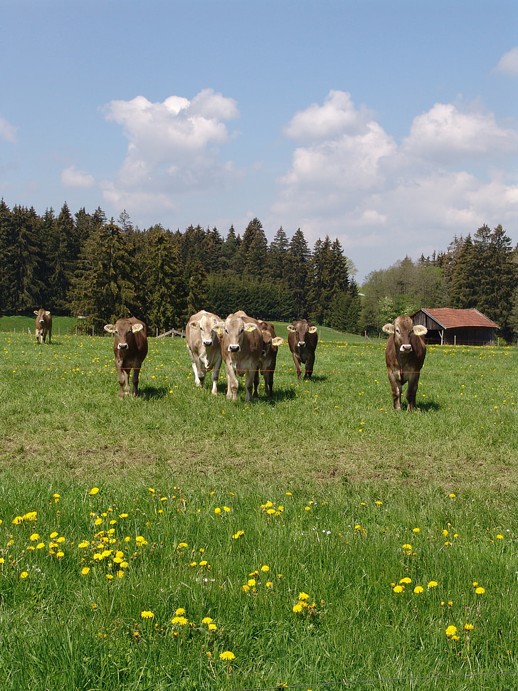 nature, cattle, meadow