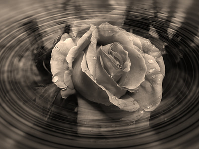 Róża, kwiat, serce, kształt serca, formularz, fala, cień