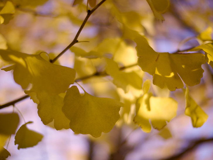 strom Ginkgo, Huang, dřevo, podzim, list