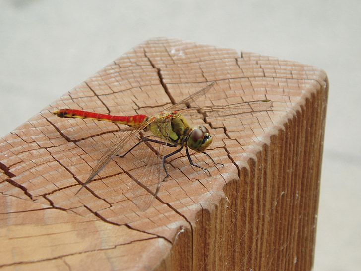 Dragonfly, hmyz, křídlo, podzim, parku, Příroda, složené oči