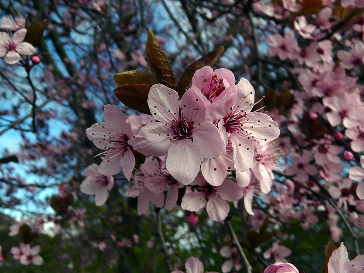 Trešnjin cvijet, japanske trešnje u cvatu, Japanska trešnja, Buda, cvatu, proljeće, roza