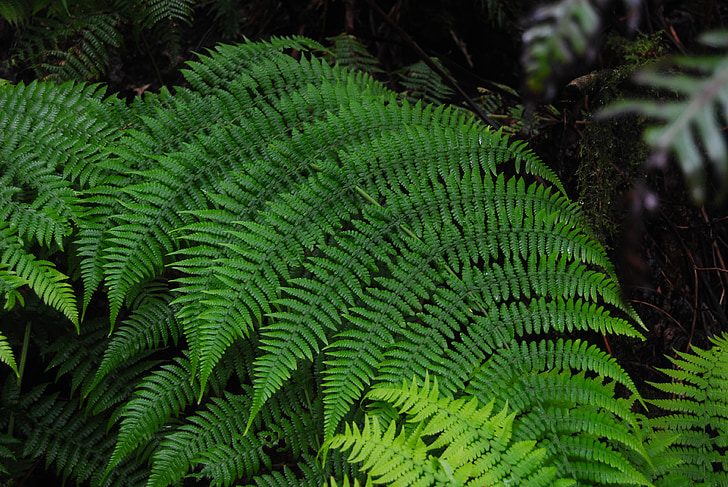 Fern, Trail, Teneriffa, Kanarieöarna, naturen, Leaf, träd