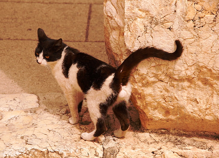 cat, tomcat, homeless, black and white, fur, male, animal