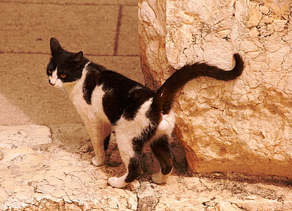 gato, Tomcat, sem teto, preto e branco, peles, macho, animal