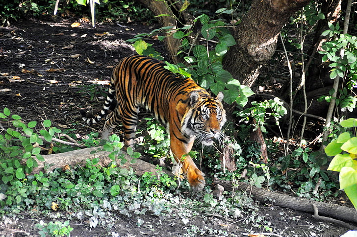 τίγρης, Ζωολογικός Κήπος, γάτα, αρπακτικό, ζώα, επικίνδυνες, ρίγες