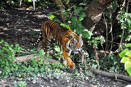 tiger, zoo, cat, predator, animals, dangerous, stripes