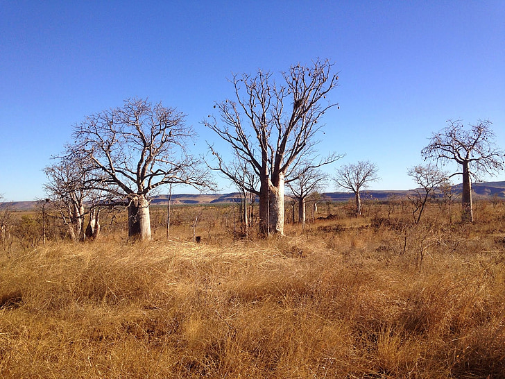 Adansonia gregorii, alberi, Outback, Priorità bassa, paesaggio, Wilderness, paesaggio