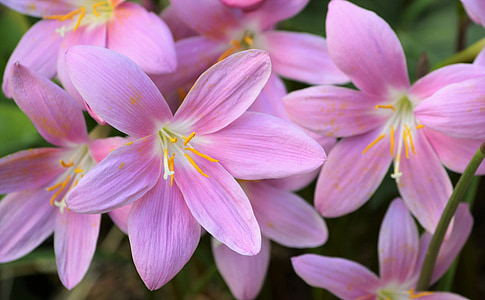 crocus, garden, flowers, pink flower, wild saffron