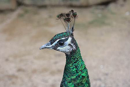 peacock, bird, peafowl, head, animal, feather, nature
