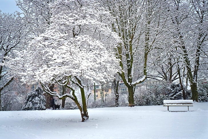 pozimi, sneg, zimski, bela, drevo, hladno, narave